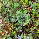 Vaccinium uliginosum. Small blue berries.